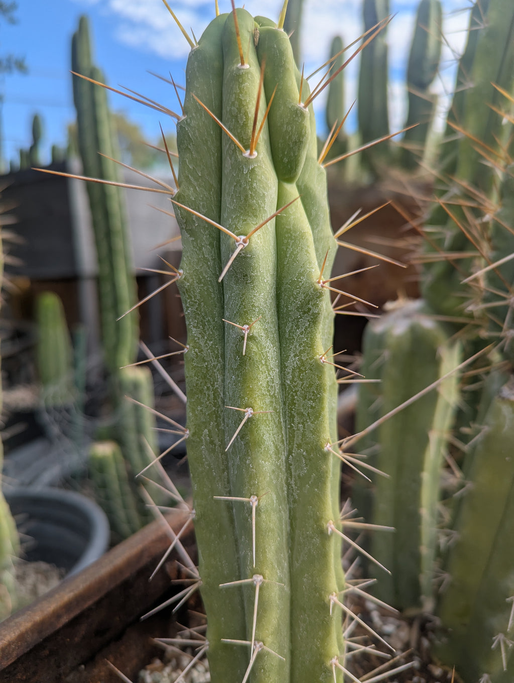 Bridgesii Eileen 9" cutting