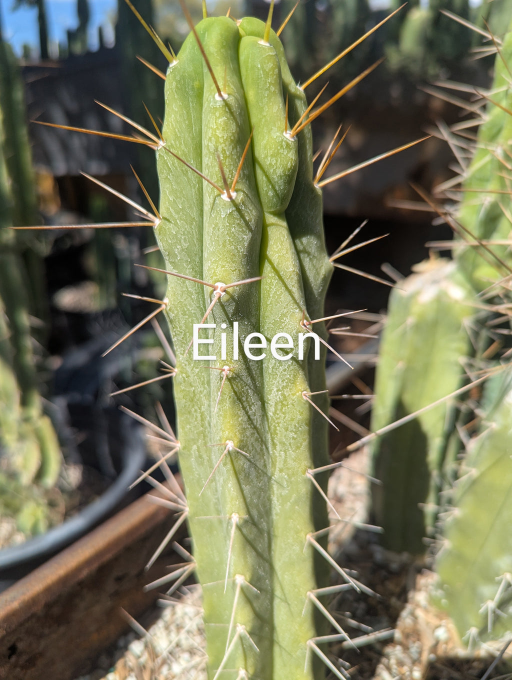 Bridgesii Eileen 9" cutting