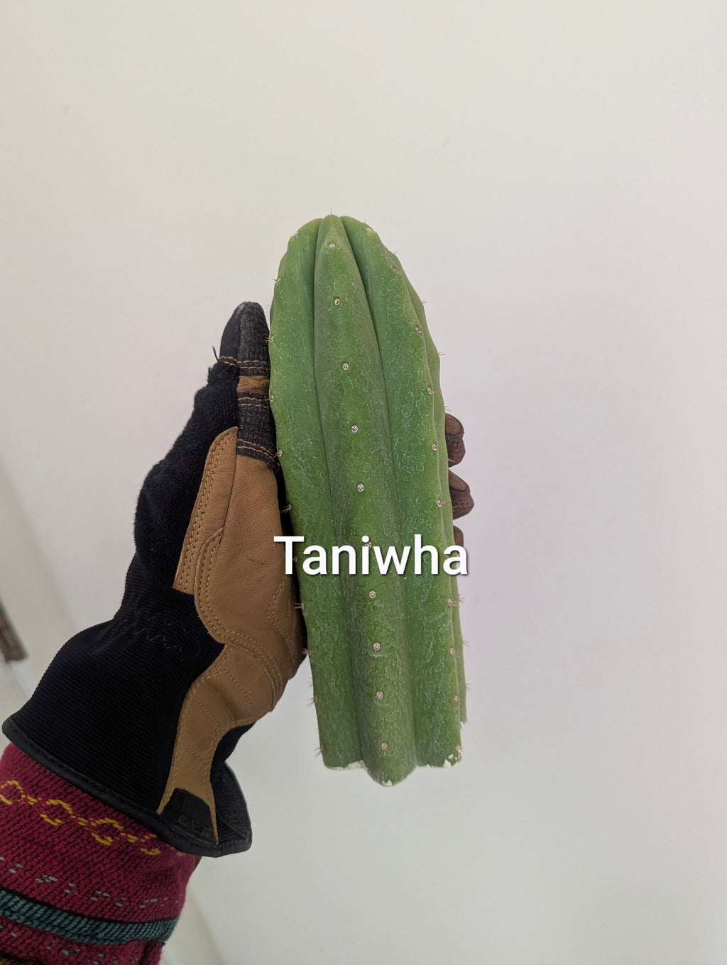 Pachanoi taniwha 8" cutting
