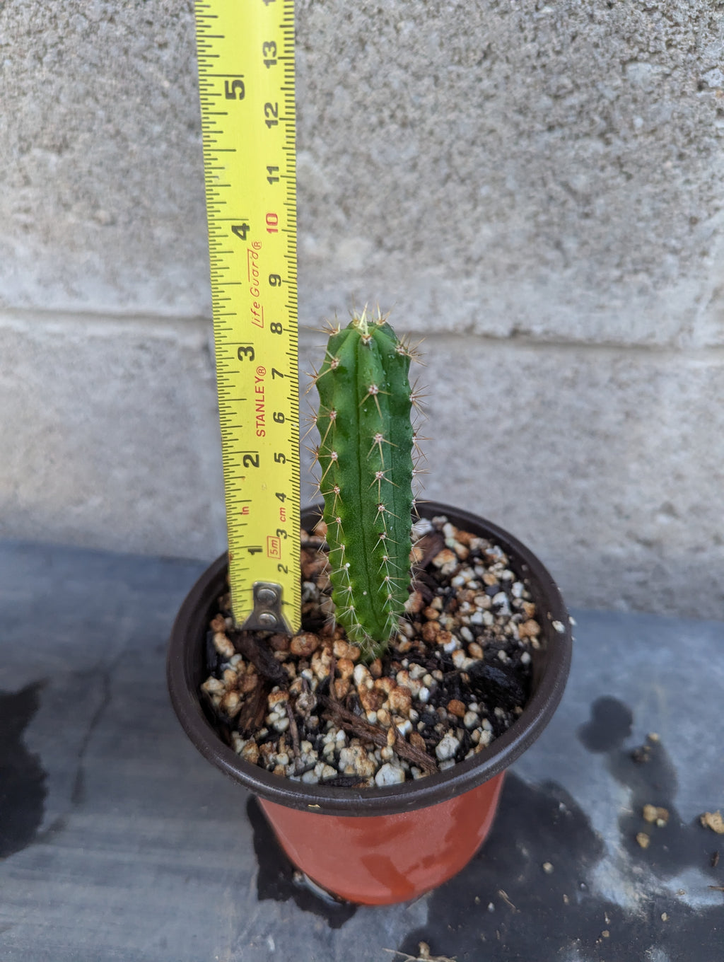 Seedling pachanoi mix