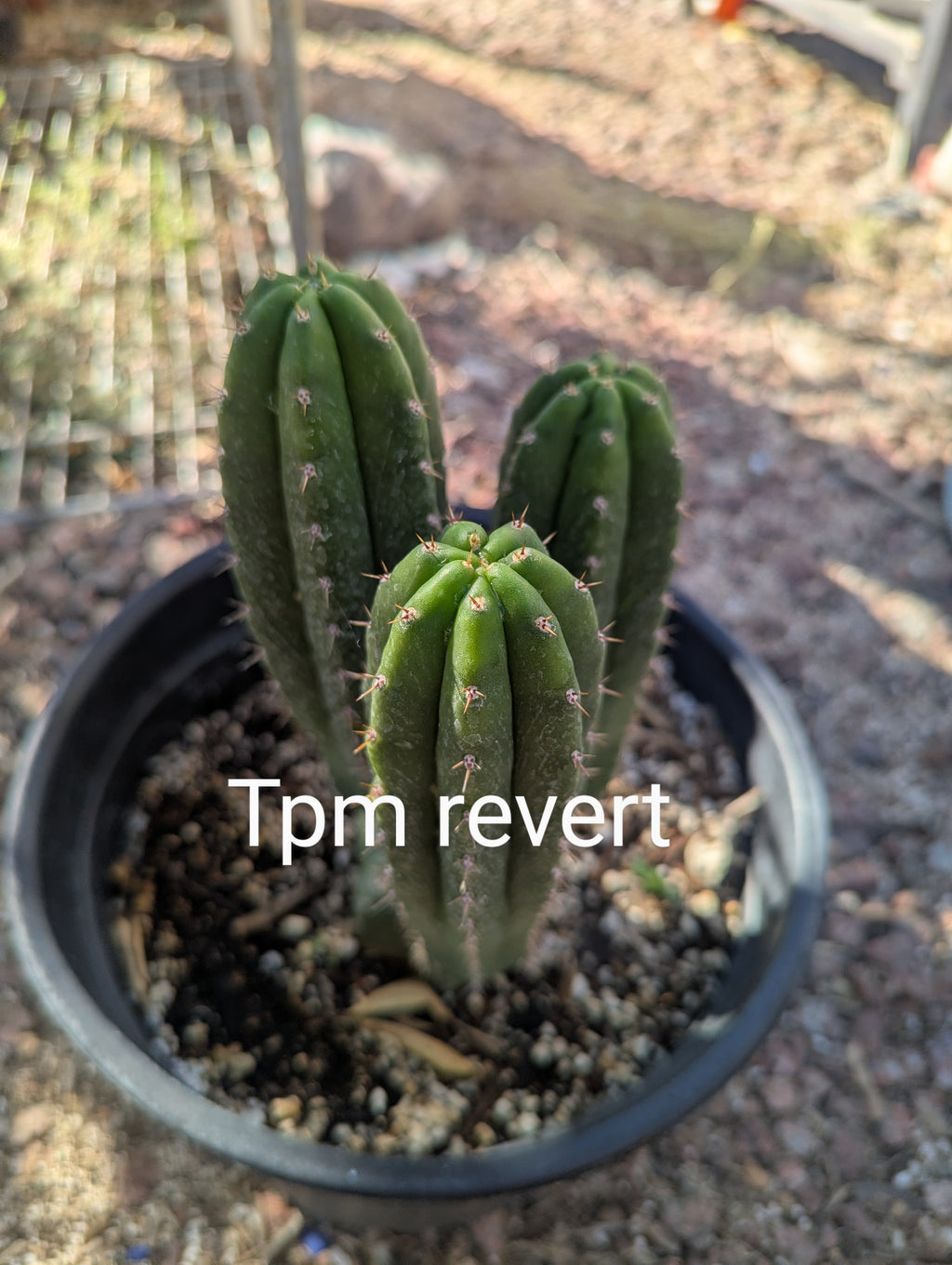 Tpm revert rooted w 3 pups