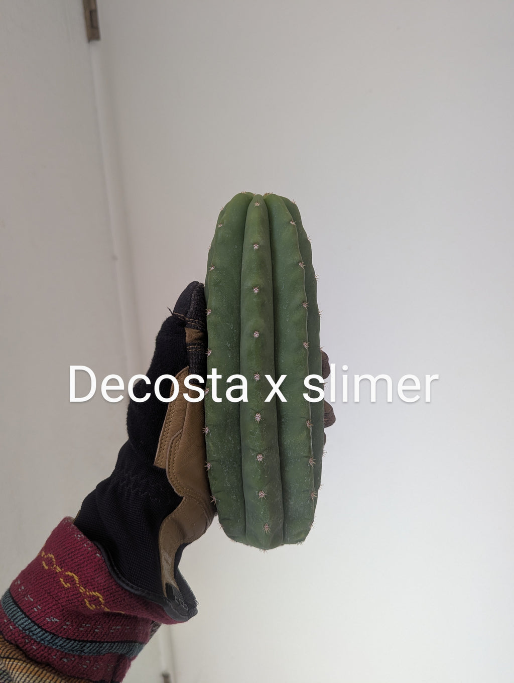 Decosta x slimer pach/scop hybrid