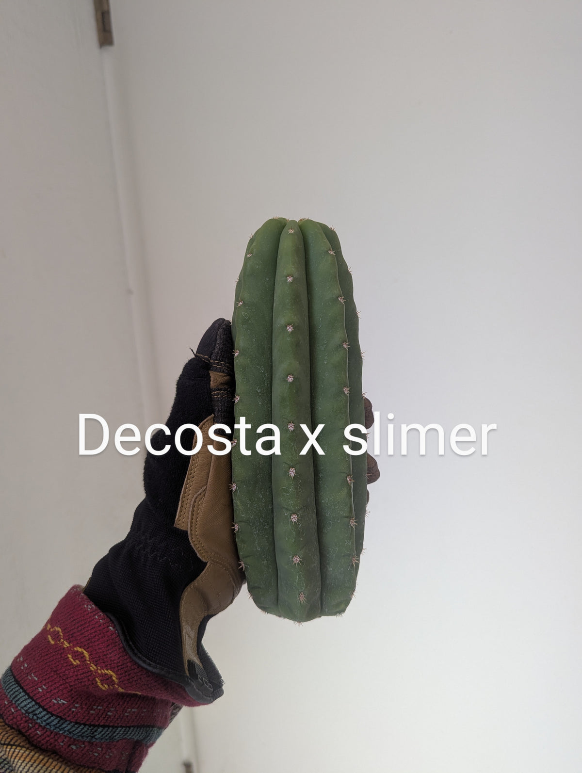 Decosta x slimer pach/scop hybrid