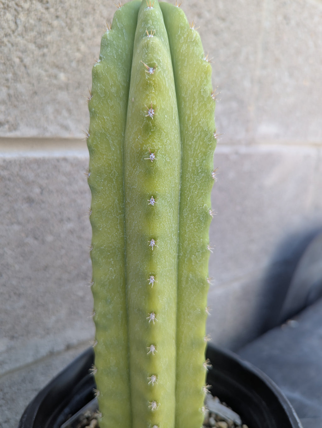 Ss01 x ss02 x scopulicola 9" cutting