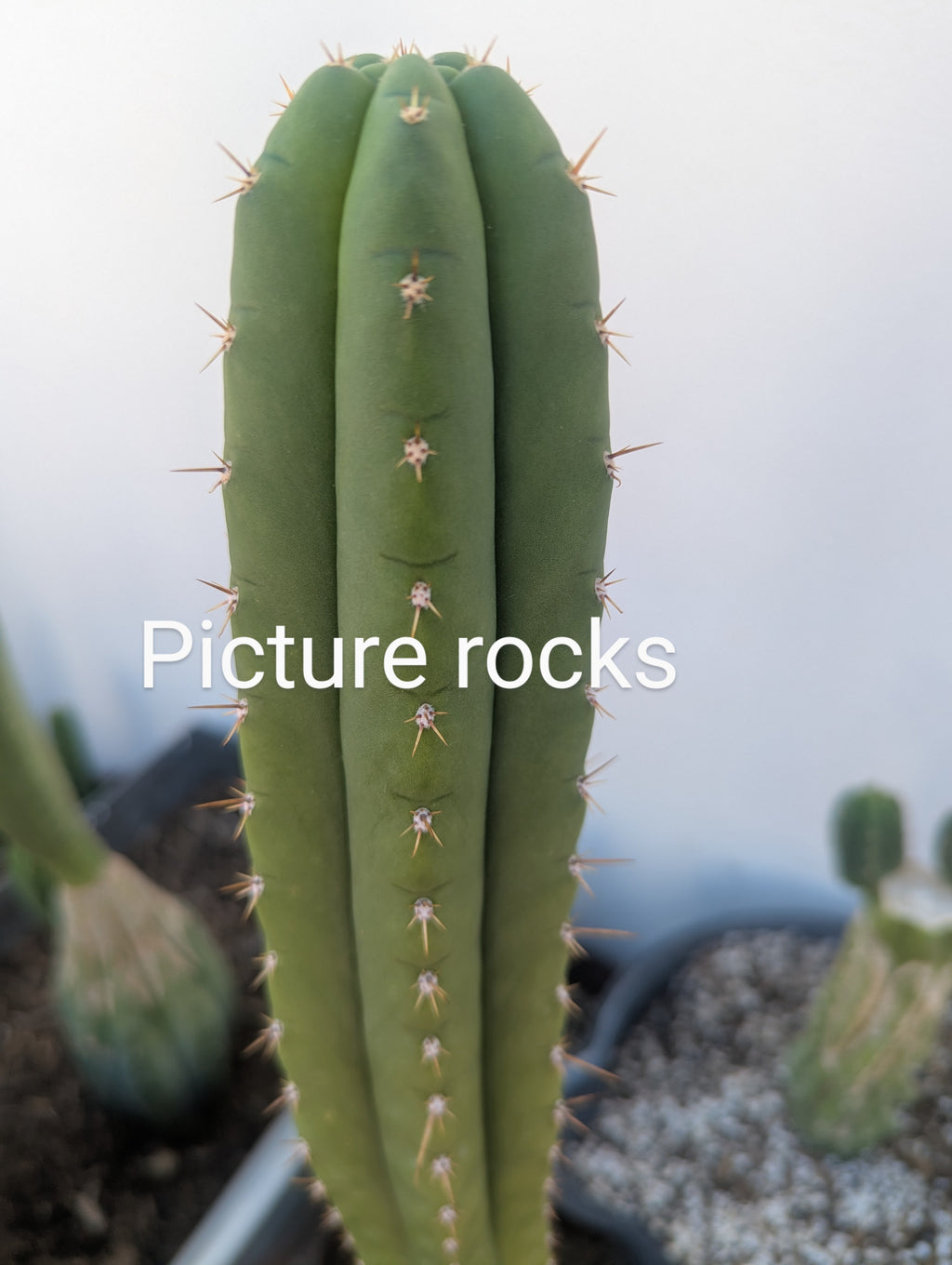 Picture rocks 9" cutting