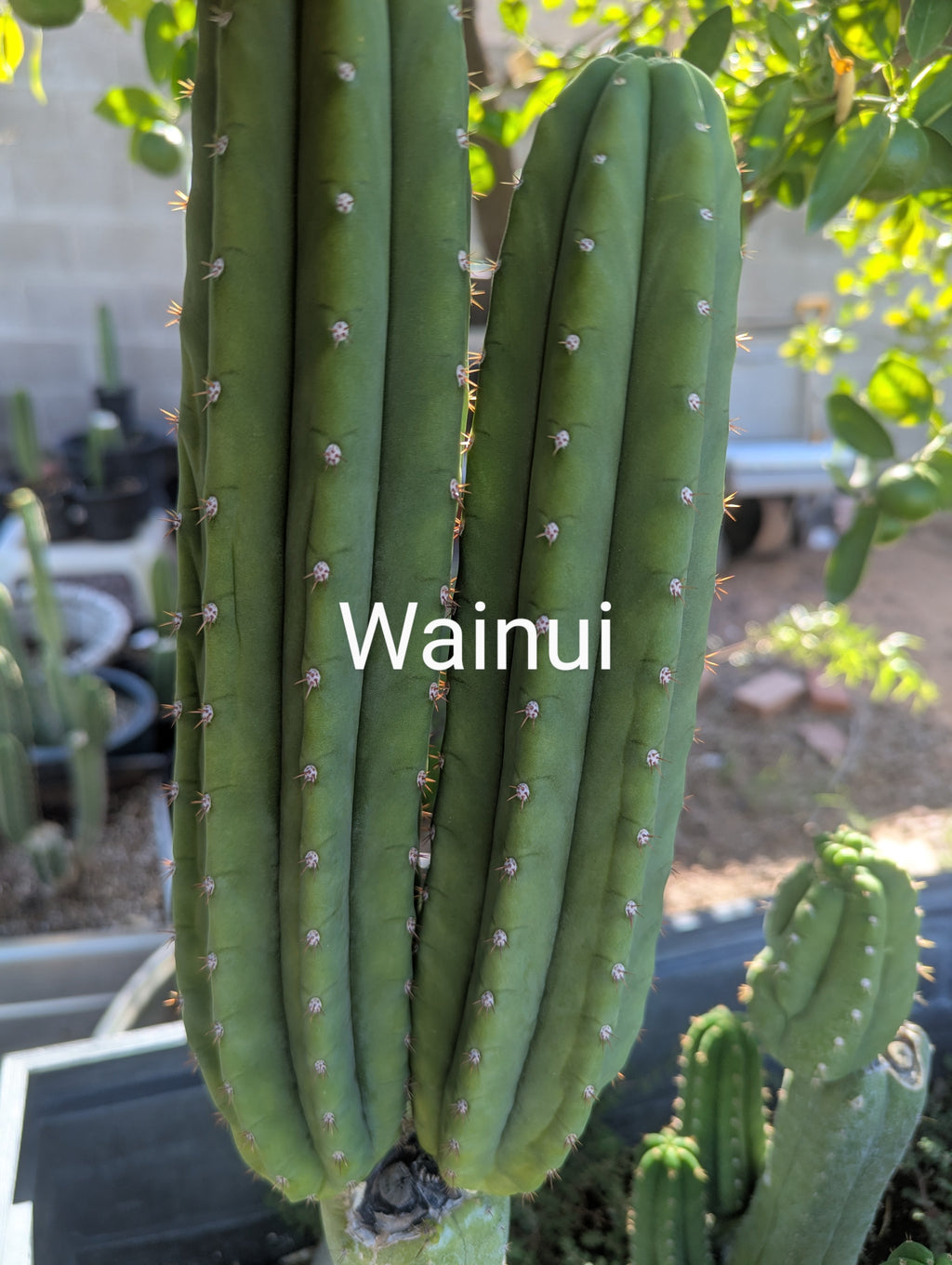Pachanoi wainui