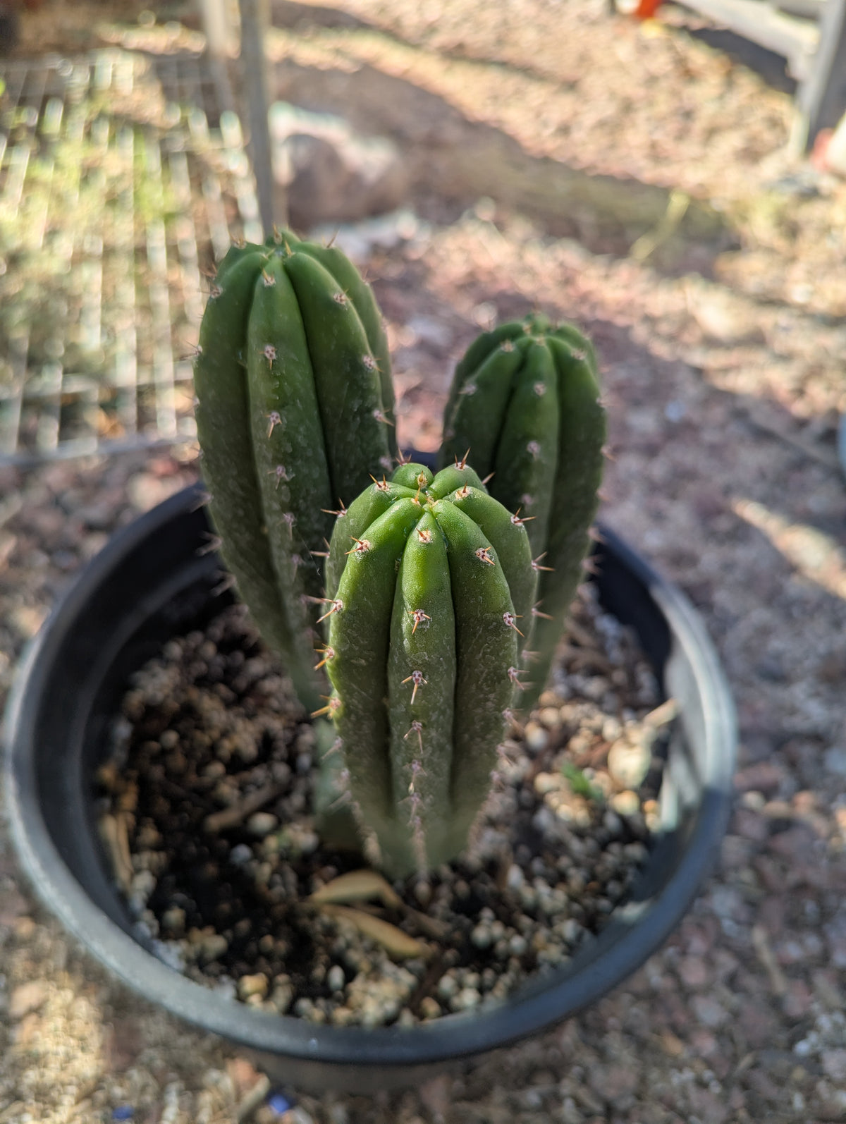 Tpm revert rooted w 3 pups