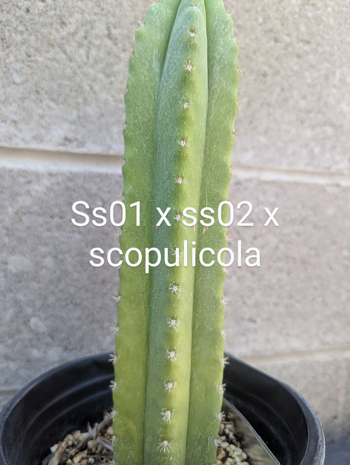 Ss01 x ss02 x scopulicola 9" cutting