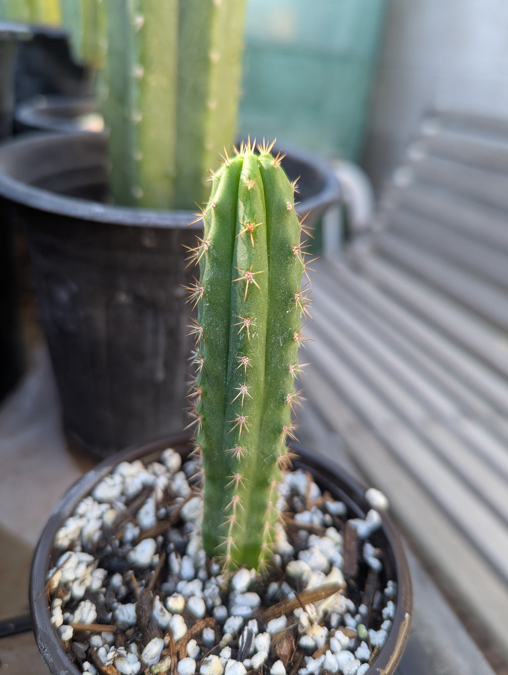 Pachanoi Nuestra Bonita op seedling