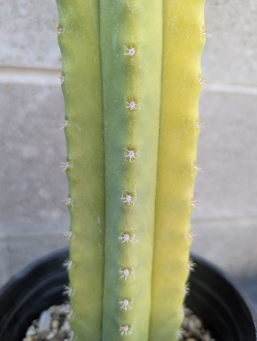 Ss01 x ss02 x scopulicola 9" cutting