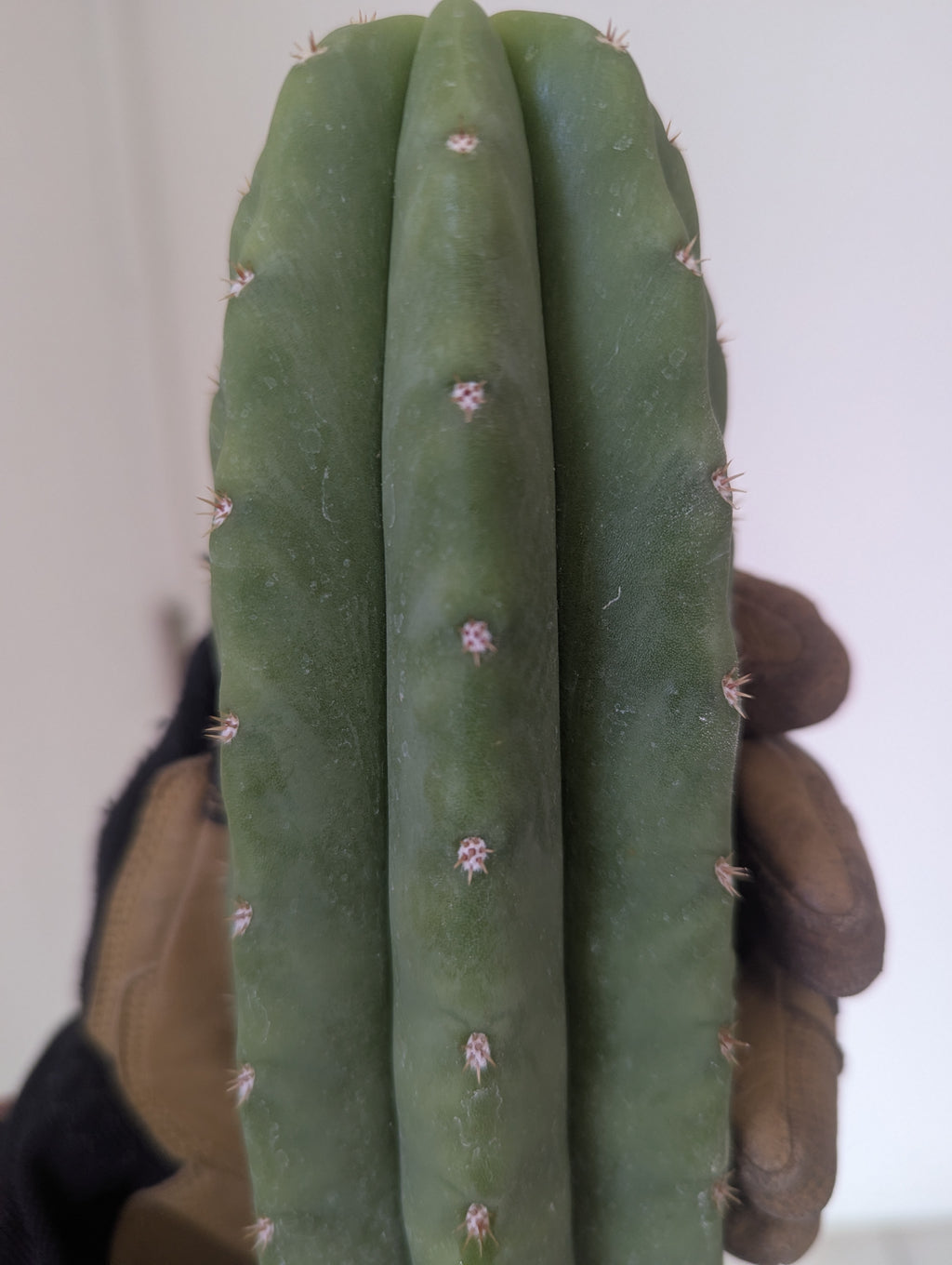 Decosta x slimer pach/scop hybrid