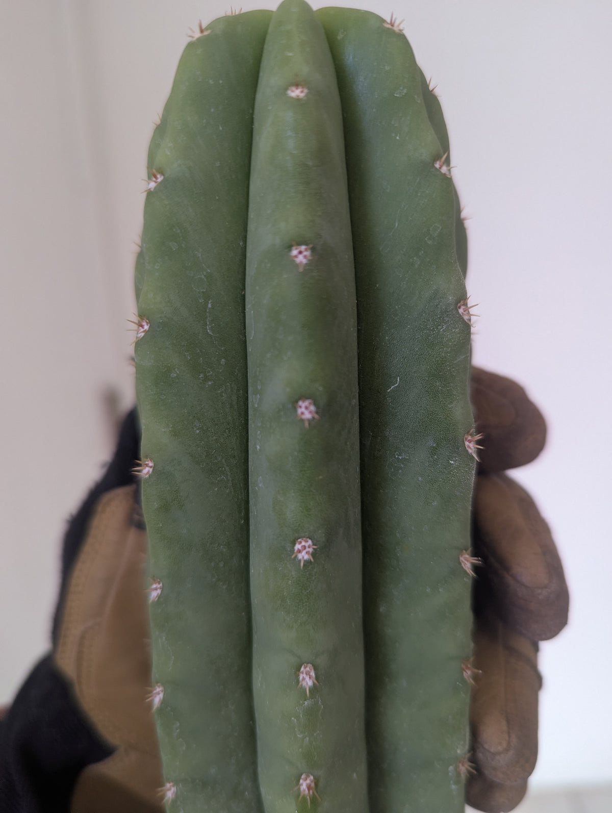 Decosta x slimer pach/scop hybrid
