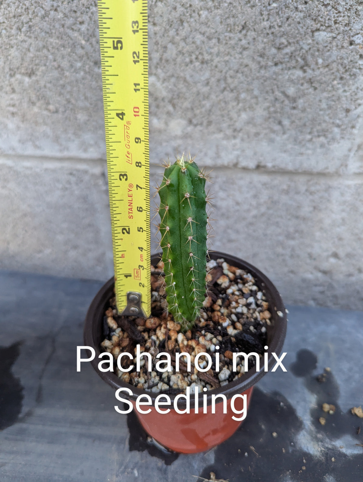 Seedling pachanoi mix