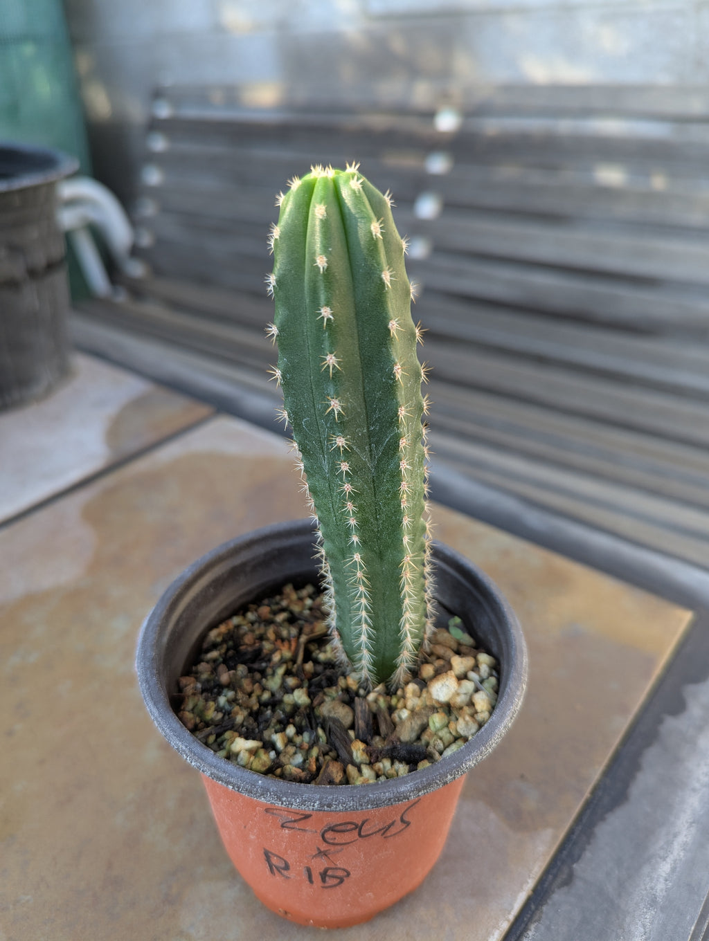 seedling Zeus x ribshifter