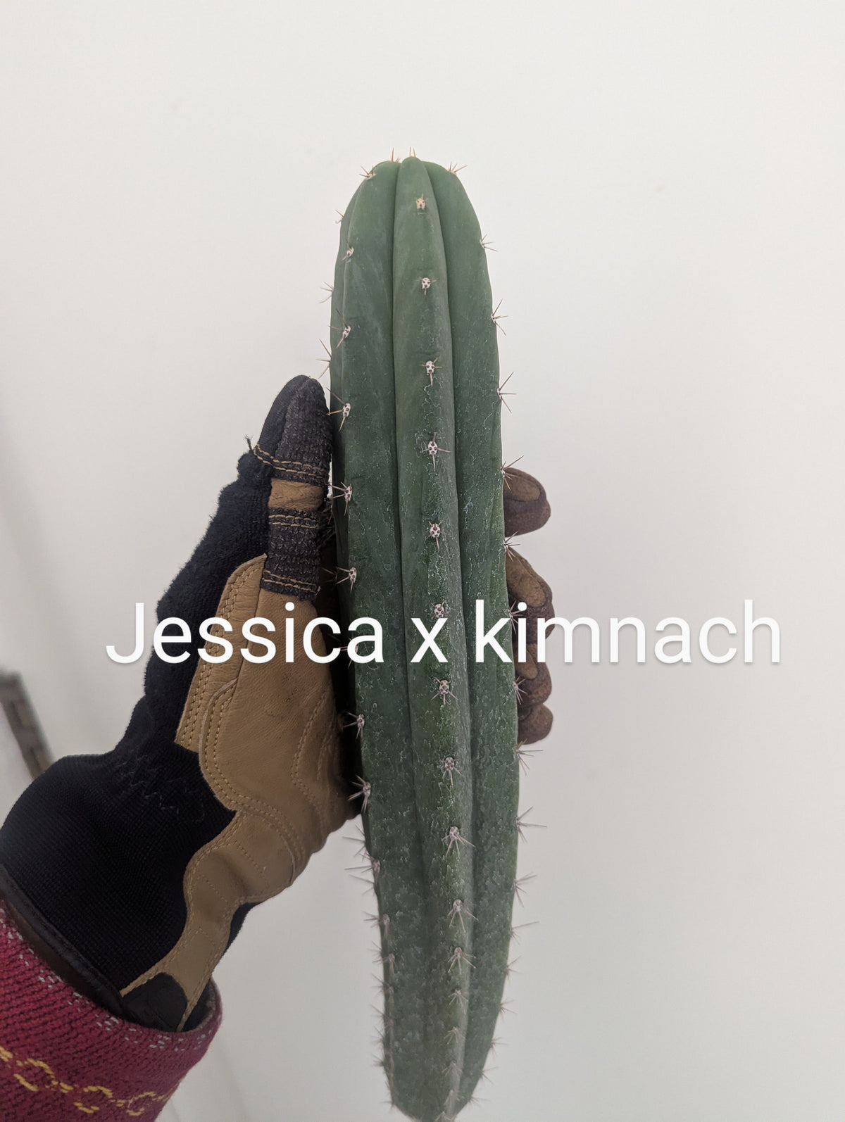 Jessica x kimnach pachanoi hybrid long skinny 13" cutting