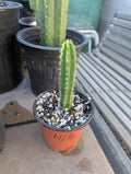 Pachanoi Nuestra Bonita op seedling