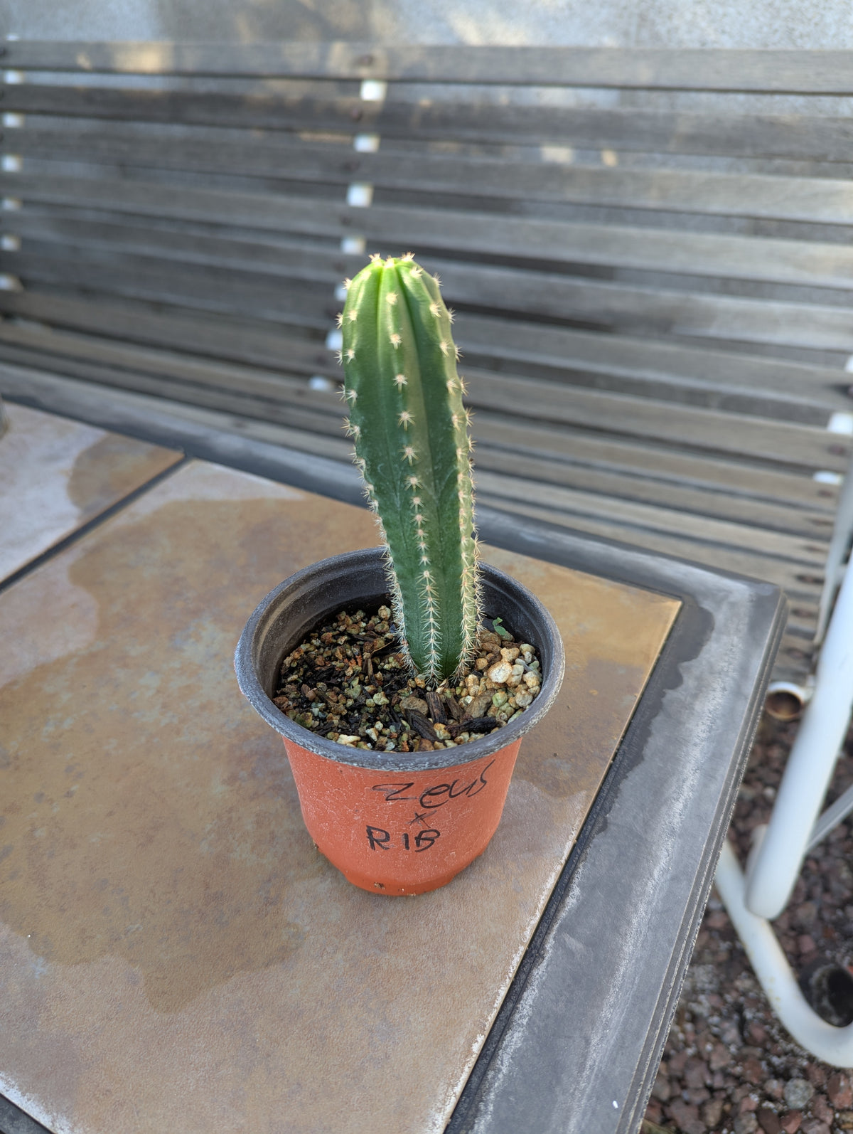 seedling Zeus x ribshifter