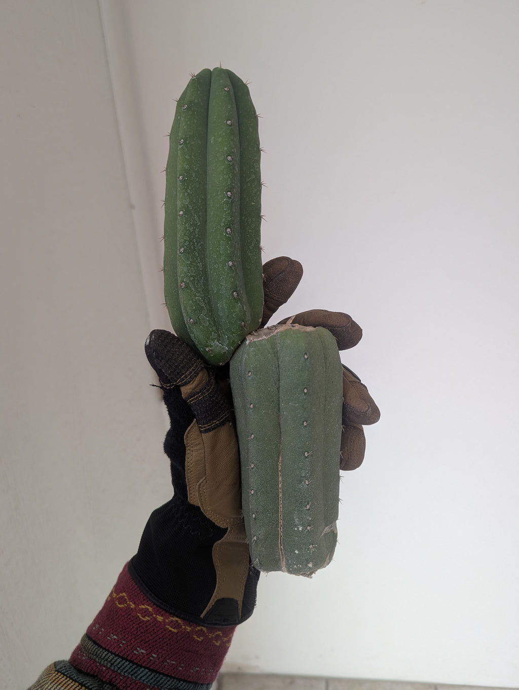 Pachanoi jiimz juul 10" mid w/ pup cutting special clearance price