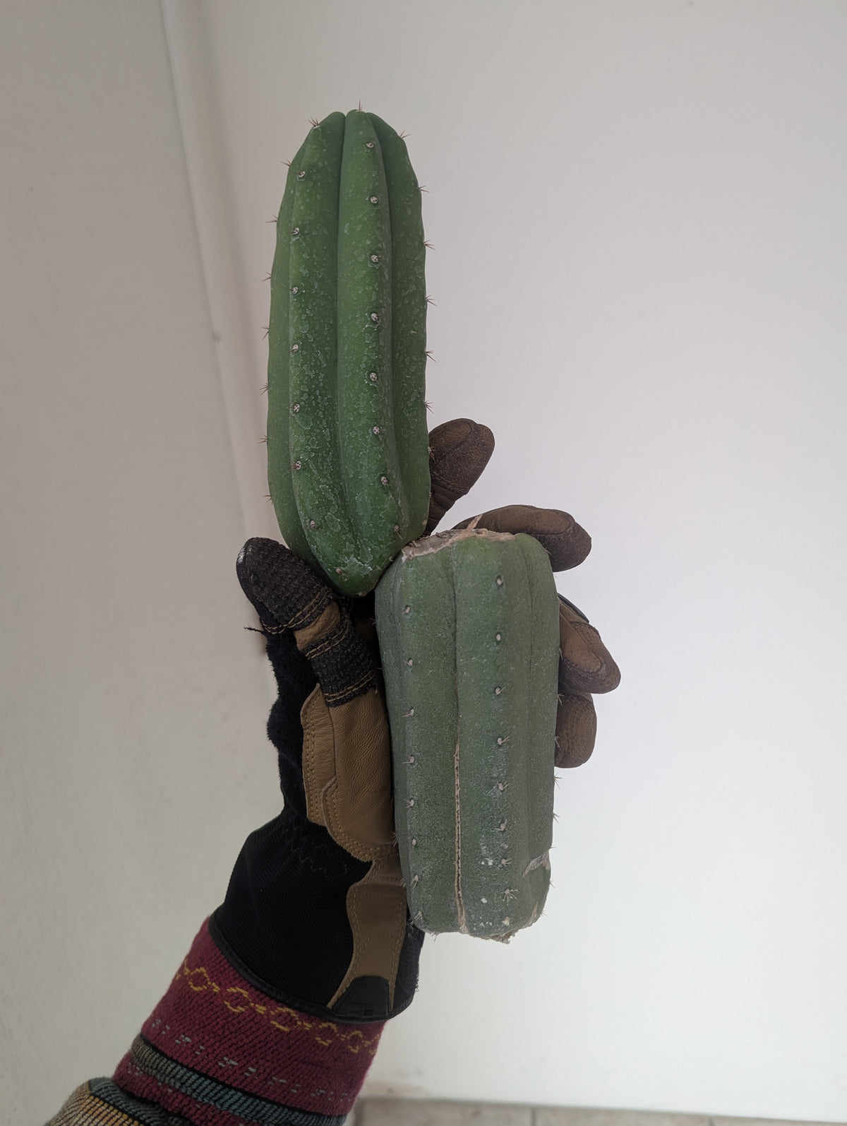 Pachanoi jiimz juul 10" mid w/ pup cutting special clearance price